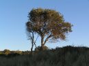 A Tree (!) * 2288 x 1712 * (798KB)